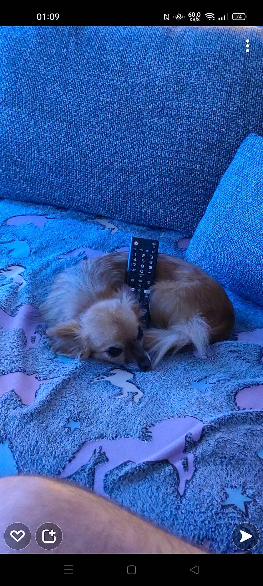 Liloo participe au concours pour gagner de l'argent avec cette photo : azure, blue, canidae, carnivore, comfort, companion_dog, couch, dog, dog_breed, dog_supply, electric_blue, fawn, flooring, fur, liver, paw, pet_supply, sporting_group, toy_dog, working_animal