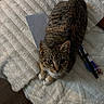 Muffin is registered to the contest to win money with this photo: cat, tabby_cat, pet, animal, feline, blanket, fabric, pen, pencil, paper, heart_doodle, bed, soft_texture, indoor, cute, looking_up, striped_fur, whiskers, relaxed, curious