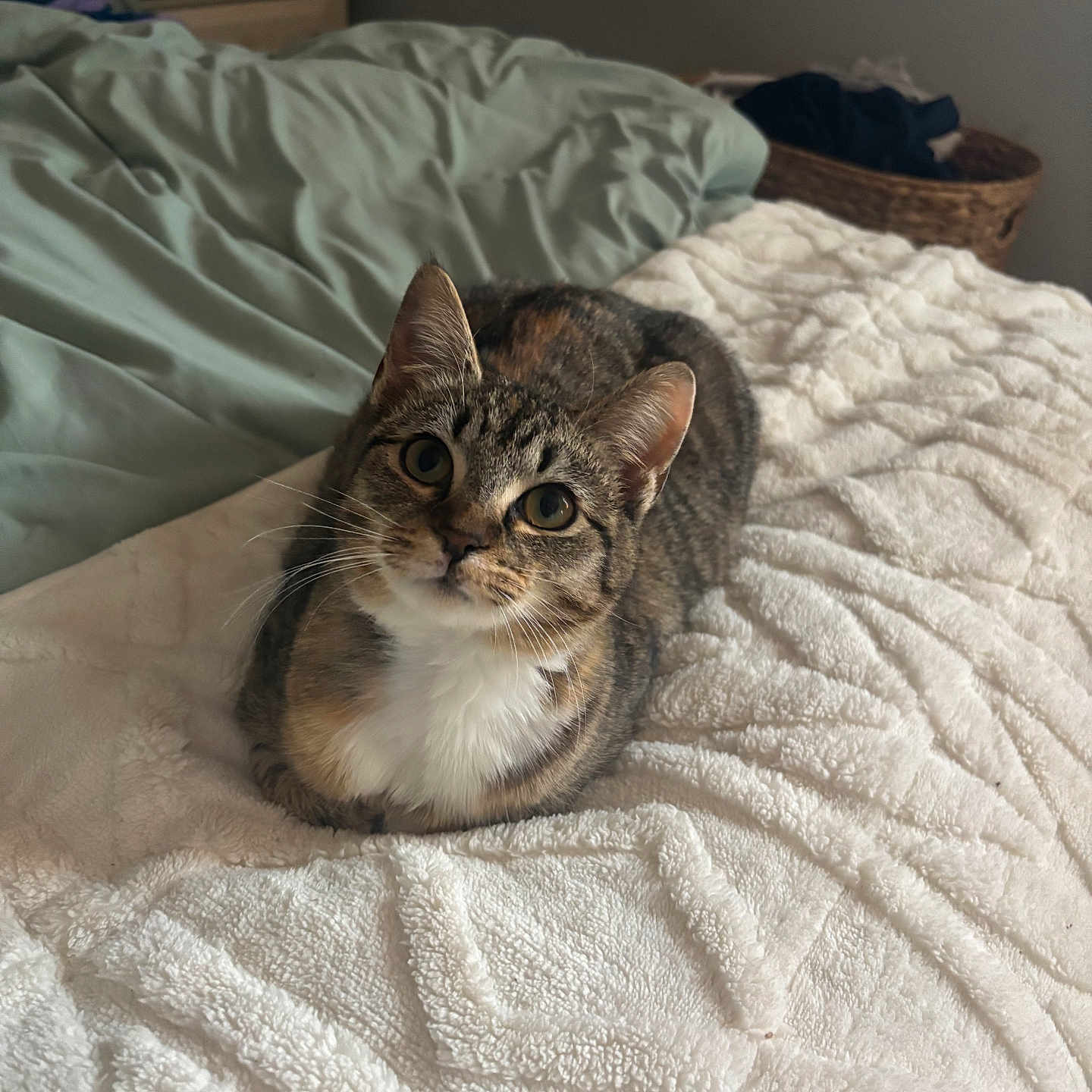Muffin