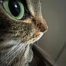 Muffin joined the competition — help win amazing prizes! cat, close_up, green_eye, fur, whiskers, indoor, pet, animal, curious, side_view, tabby, paw, texture, muzzle, portrait, feline, focus, domestic_cat, eye, nose