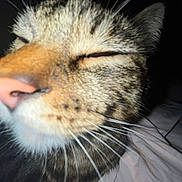 Muffin joined the competition — help win amazing prizes! cat, tabby, close_up, whiskers, nose, sleepy, pet, animal, feline, fur, face, domestic_cat, cute, relaxed, indoor, soft_light, muzzle, pink_nose, striped, comfort