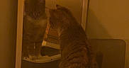 Muffin is registered to the contest to win money with this photo: cat, tabby_cat, mirror, reflection, indoor, pet, feline, curious, orange_tint, wall, door, furniture, small_table, animal, looking, sitting, home, quiet, caption, text_overlay