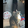 cat, tabby_cat, indoor, sunlight, wooden_floor, bag, plastic_bag, gray_bag, flowers, vase, papers, curious, pet, animal, feline, looking_up, home, cozy, domestic, daylight