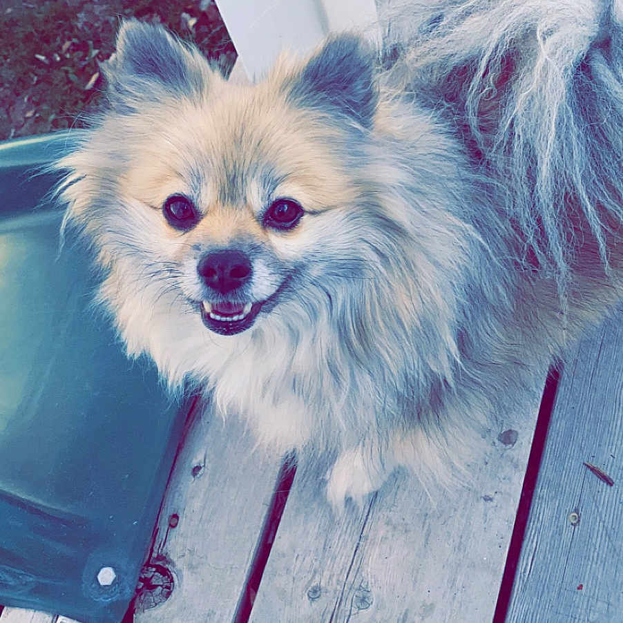 Onyx is registered to the contest to win money with this photo: adult, animal, architecture, building, canine, clothing, cockerspaniel, dog, eskimodog, head, housing, indoors, interiordesign, male, man, papillon, person, pet, puppy, wood