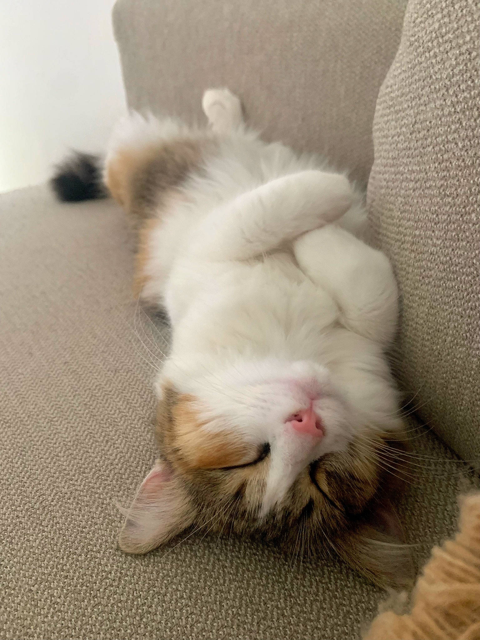 Sushi participe au concours pour gagner de l'argent avec cette photo : carnivore, cat, claw, comfort, companion_dog, domestic_short_haired_cat, eye, fawn, felidae, flooring, foot, fur, hardwood, human_leg, nap, paw, small_to_medium_sized_cats, snout, tail, whiskers