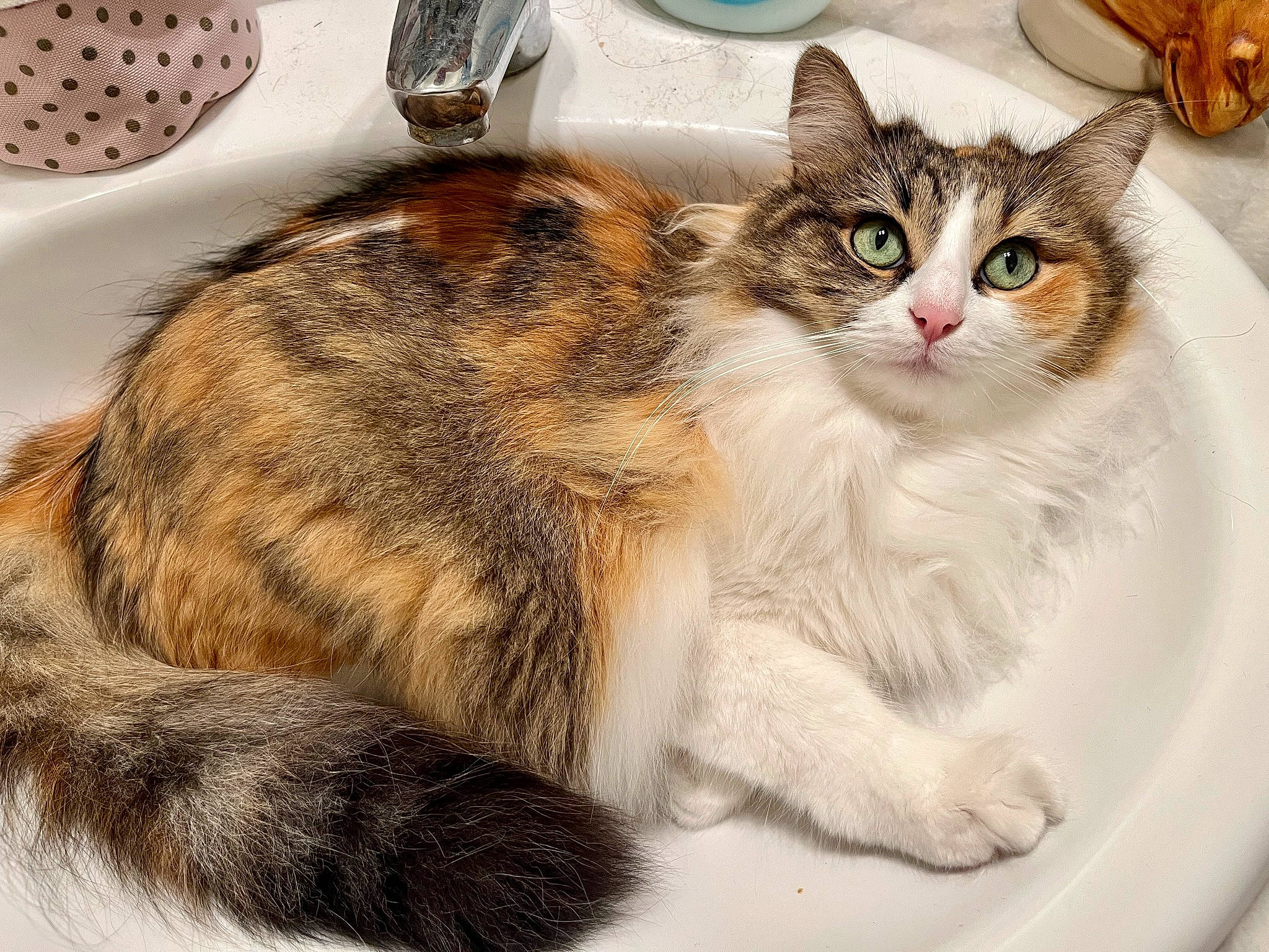 Sushi a rejoint le concours — aidez-le/la à gagner de superbes lots ! box, carnivore, cat, claw, comfort, dishware, domestic_short_haired_cat, felidae, fur, kitchen_utensil, nap, paw, plate, serveware, small_to_medium_sized_cats, tableware, tail, whiskers, window