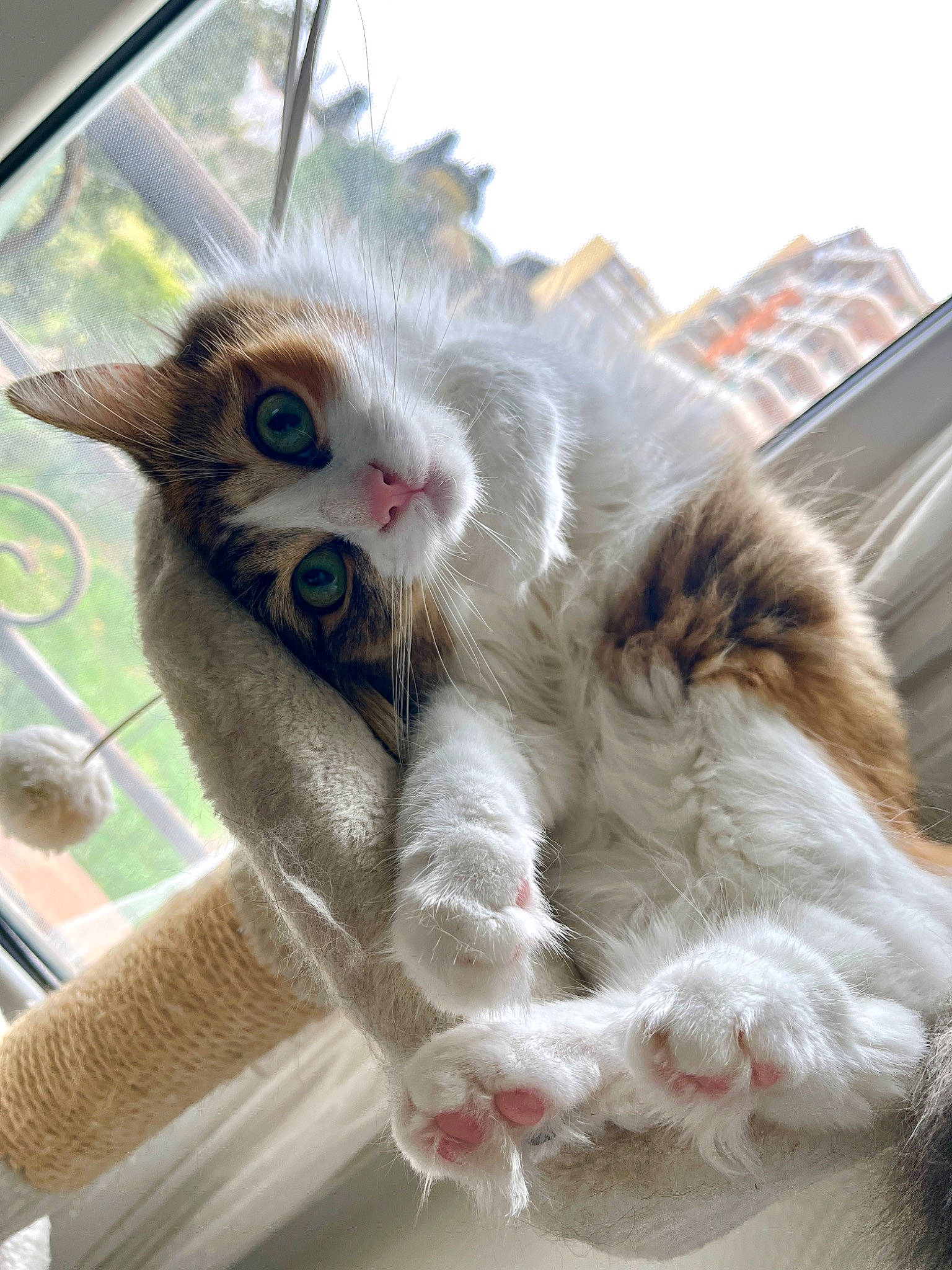 Sushi a rejoint le concours — aidez-le/la à gagner de superbes lots ! british_longhair, carnivore, cat, claw, domestic_short_haired_cat, fawn, felidae, foot, fur, paw, plant, sky, small_to_medium_sized_cats, snout, tail, terrestrial_animal, whiskers