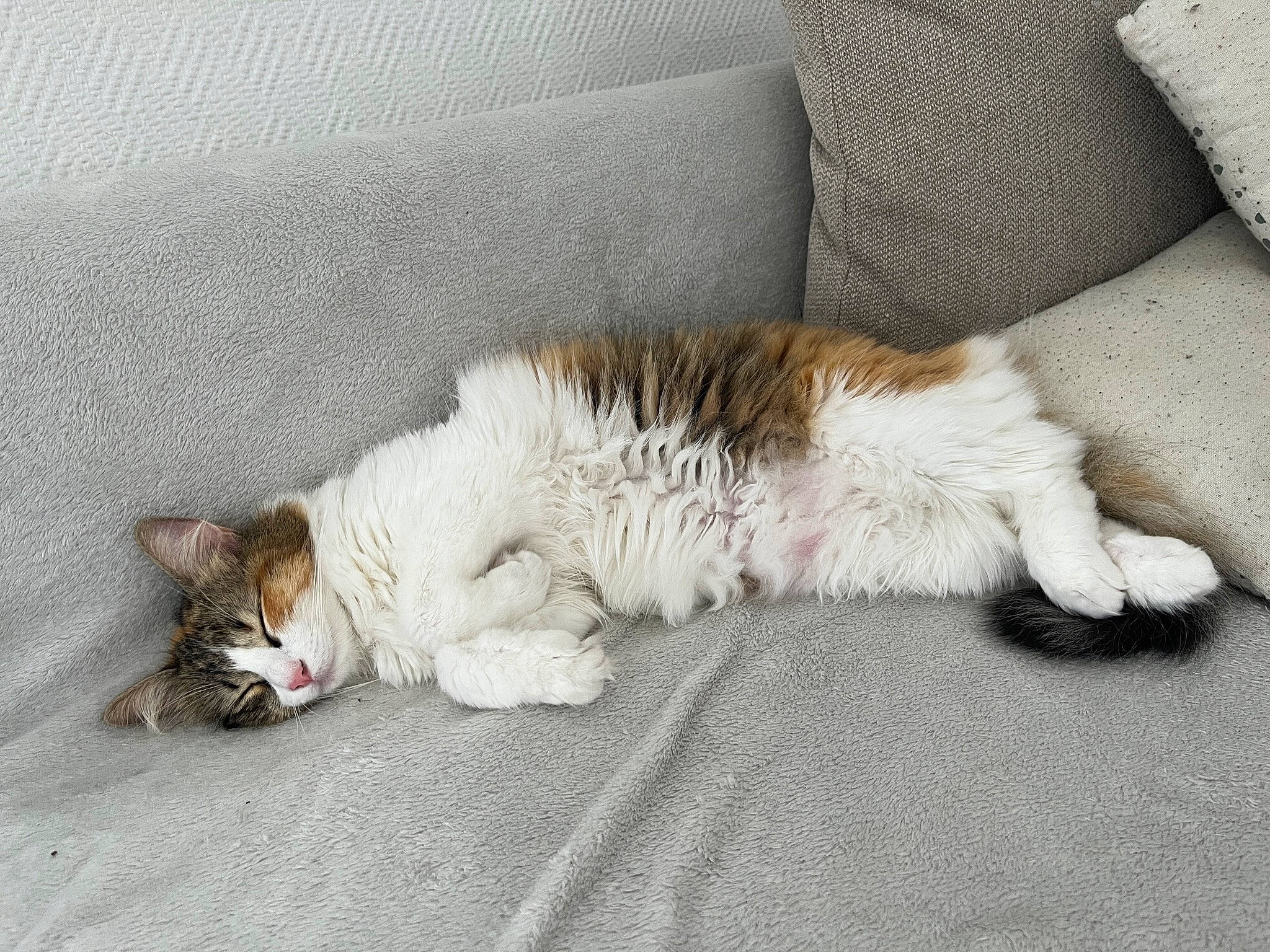 Sushi participe au concours pour gagner de l'argent avec cette photo : carnivore, cat, claw, comfort, domestic_short_haired_cat, felidae, flooring, foot, fur, grey, human_leg, paw, small_to_medium_sized_cats, tail, whiskers