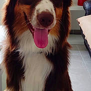 Wolfy participe au concours pour gagner de l'argent avec cette photo : animal, black, blue_eyes, brown, canine, close_up, dog, floor, friendly, furniture, furry, happy, house, indoor, pet, pillow, sitting, smile, tongue_out, white