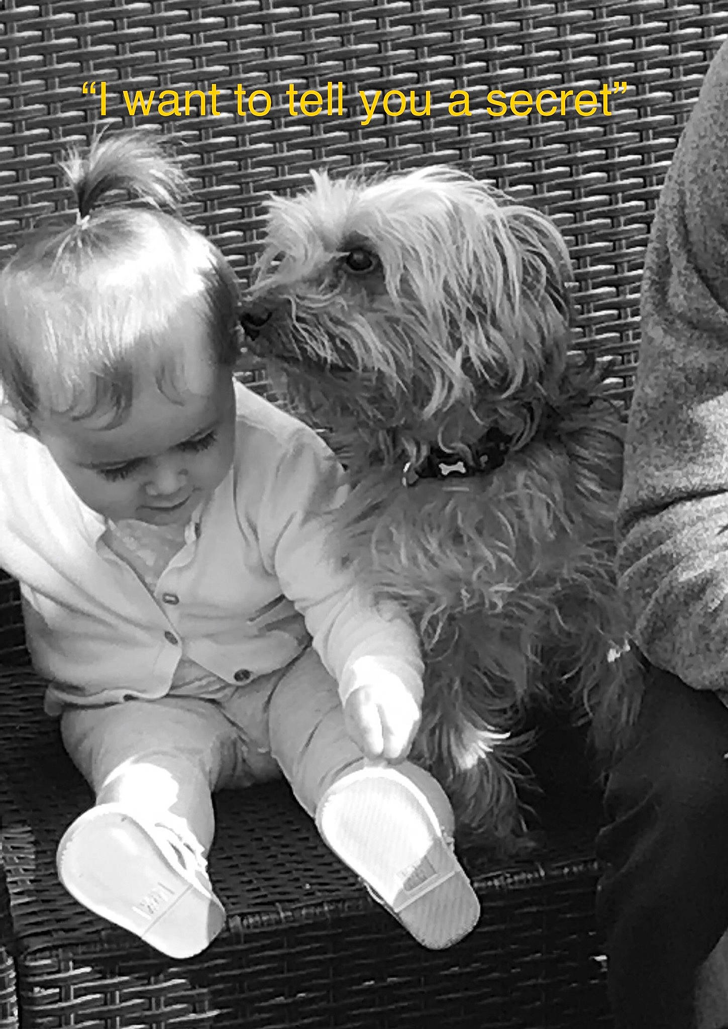 Max is registered to the contest to win money with this photo: black_and_white, canidae, carnivore, child, companion_dog, dog, dog_breed, maltese, petit_basset_griffon_vendeen, photo_caption, puppy, puppy_love, rare_breed_dog, sapsali, sealyham_terrier, shih_tzu, style, toy_dog, west_highland_white_terrier