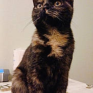 Ursule a rejoint le concours — aidez-le/la à gagner de superbes lots ! animal, background, cat, closeup, curious, domestic, ears, eyes, feline, fur, furniture, indoor, mammal, pet, portrait, sitting, tablecloth, tail, tortoiseshell, whiskers