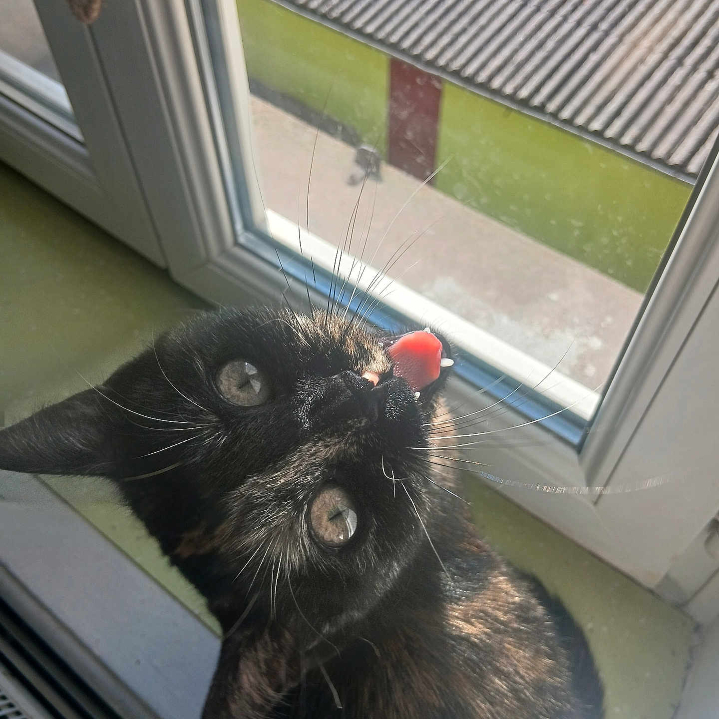 Ursule a rejoint le concours — aidez-le/la à gagner de superbes lots ! animal, black_cat, cat, close_up, curious, domestic_cat, ears, eyes, feline, fur, indoor, looking_up, nose, pet, playful, sunlight, sunny, tongue_out, whiskers, window