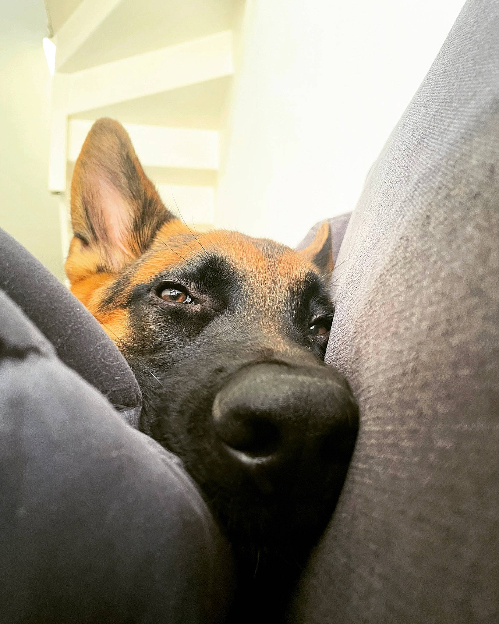 Scott participe au concours pour gagner de l'argent avec cette photo : ancient_dog_breeds, art, canidae, carnivore, comfort, companion_dog, dog, dog_breed, ear, fawn, fur, guard_dog, non_sporting_group, sporting_group, terrestrial_animal, toy_dog, whiskers, wood, working_animal, working_dog