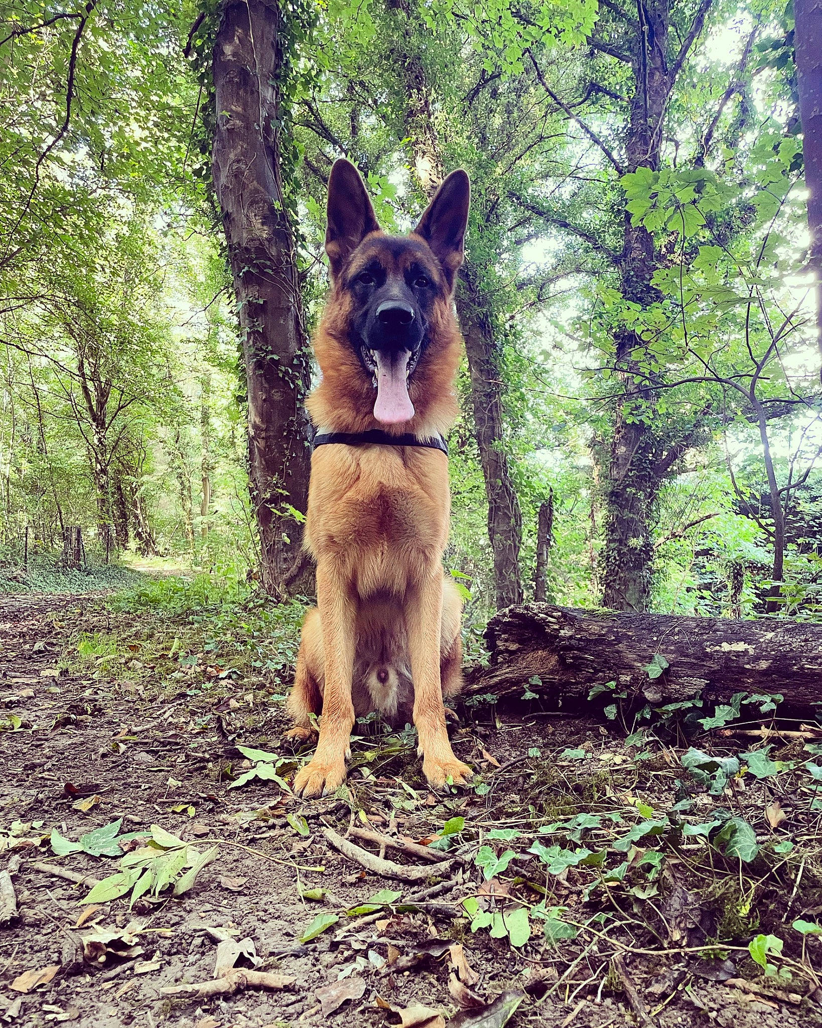 Scott a rejoint le concours — aidez-le/la à gagner de superbes lots ! canidae, carnivore, companion_dog, dog, dog_breed, fawn, forest, fur, german_shepherd_dog, grass, herding_dog, people_in_nature, plant, snout, sporting_group, tail, tree, trunk, walking, wood