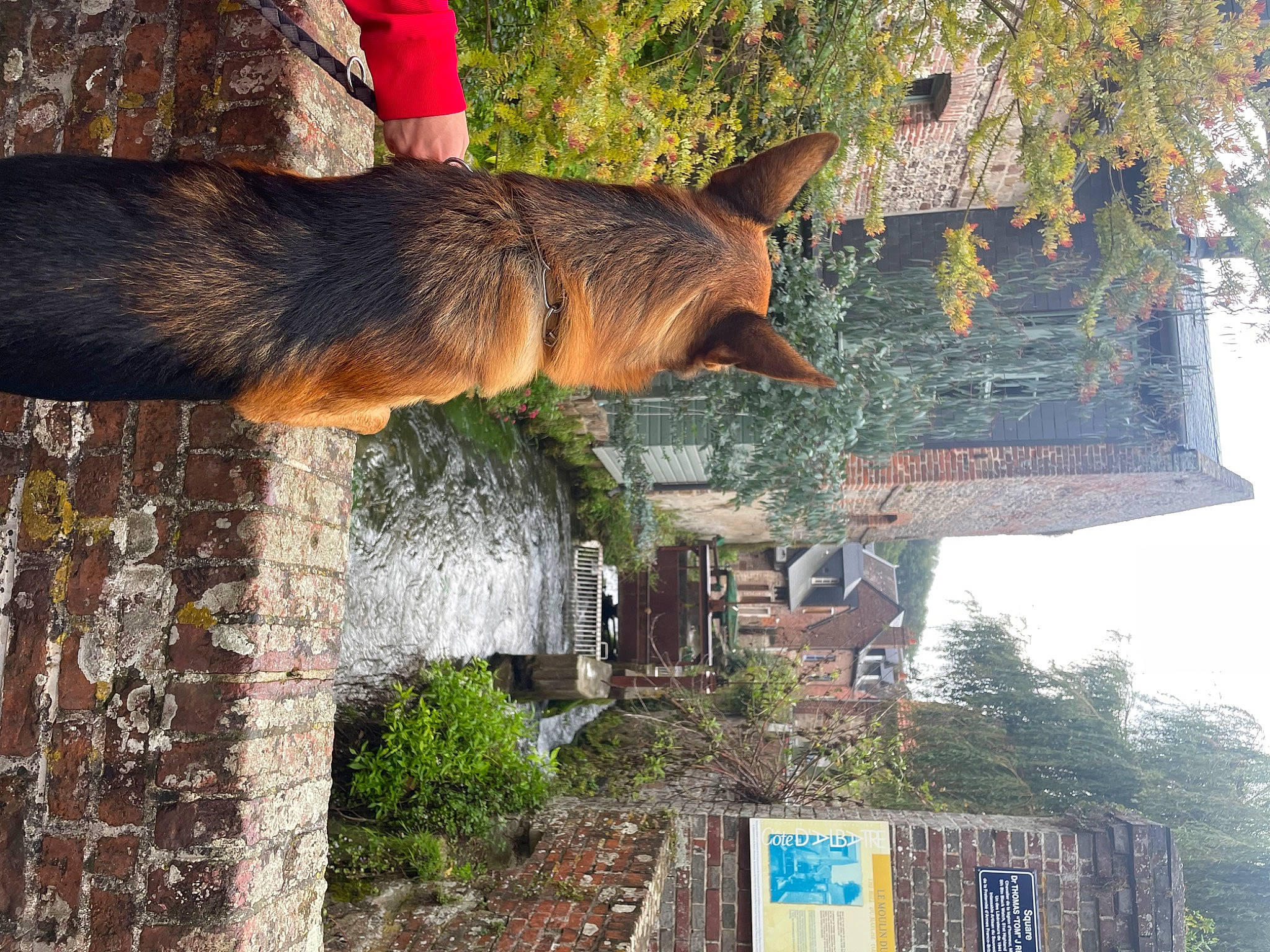 Scott a rejoint le concours — aidez-le/la à gagner de superbes lots ! art, brickwork, building, carnivore, facade, fawn, felidae, fur, house, plant, sky, small_to_medium_sized_cats, snout, tail, tree, trunk, wall, window, wood, woody_plant