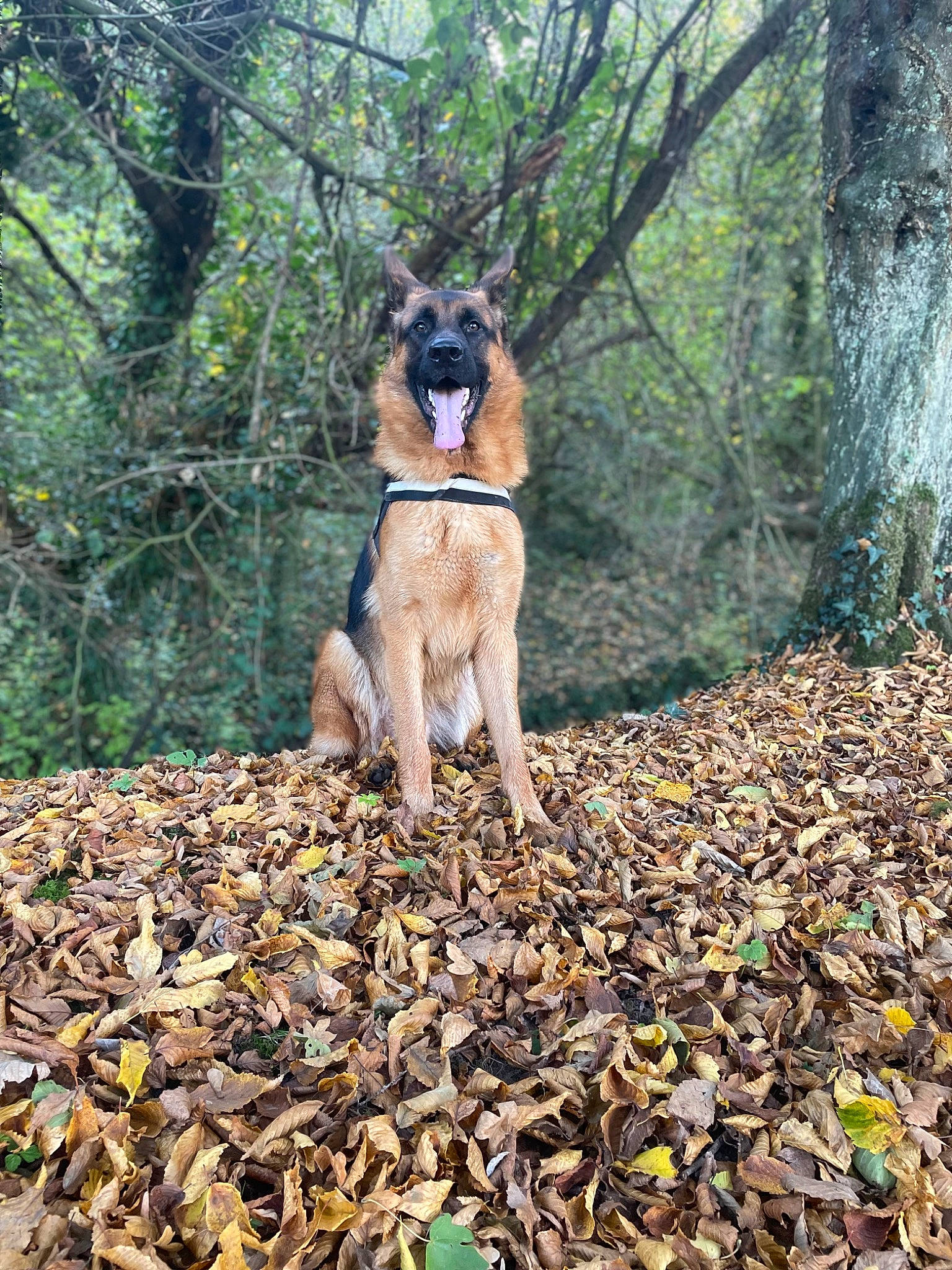 Scott a rejoint le concours — aidez-le/la à gagner de superbes lots ! carnivore, companion_dog, deciduous, dog, dog_breed, fawn, forest, grass, leash, people_in_nature, pet_supply, plant, recreation, sporting_group, tail, trail, tree, trunk, wood, working_animal