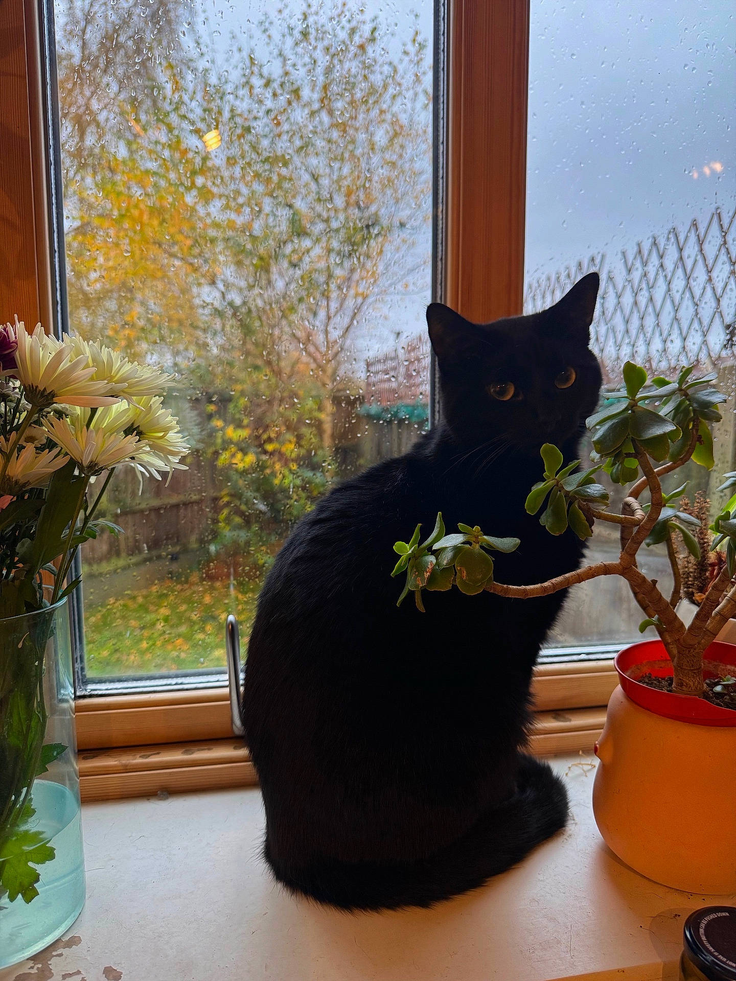 Axel is registered to the contest to win money with this photo: animal, blackcat, cat, cookware, daisy, flower, flowerarrangement, flowerbouquet, ikebana, jar, kitten, pet, plant, planter, pot, pottedplant, pottery, vase, window, windowsill