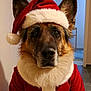 dog, german_shepherd, santa_hat, christmas_costume, holiday, pet, indoor, fur, canine, animal, red_clothing, white_fur_trim, portrait, costume, festive, cute, ears, face, expression, domestic