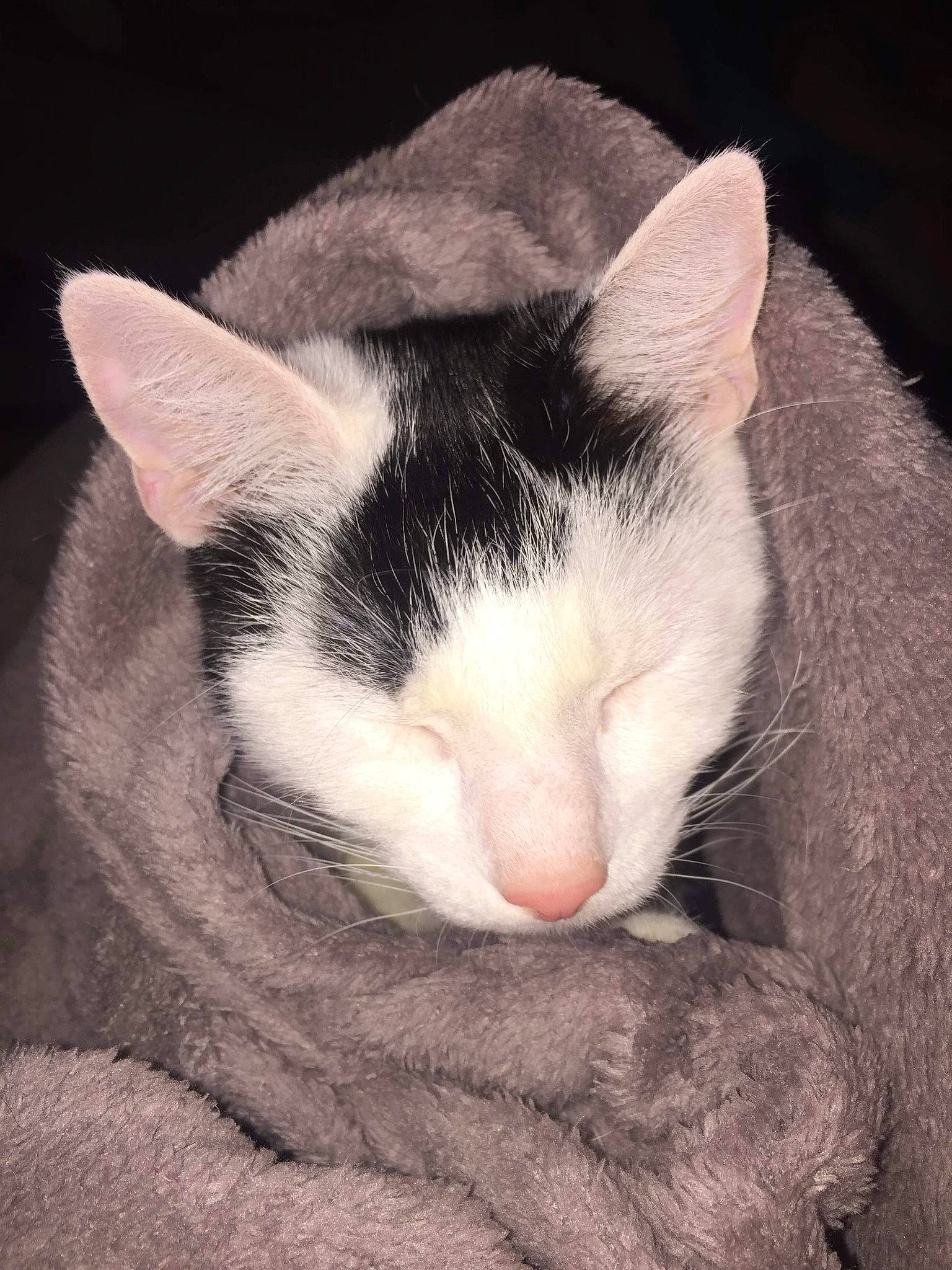 Chiva participe au concours pour gagner de l'argent avec cette photo : carnivore, cat, claw, cloud, comfort, domestic_short_haired_cat, eye, felidae, fur, head, love, nap, paw, photo_caption, sleep, small_to_medium_sized_cats, snout, tail, whiskers, wood