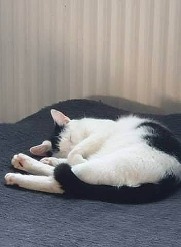 Chiva a rejoint le concours — aidez-le/la à gagner de superbes lots ! canidae, carnivore, cat, cat_bed, cat_supply, comfort, domestic_short_haired_cat, felidae, fur, linens, mammal, nap, paw, sleep, small_to_medium_sized_cats, snout, tail, terrestrial_animal, vertebrate, whiskers