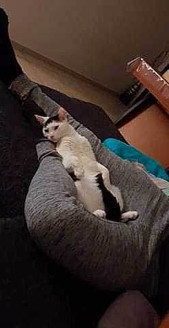 Chiva participe au concours pour gagner de l'argent avec cette photo : canidae, carnivore, cat, comfort, companion_dog, dog_breed, domestic_short_haired_cat, felidae, flooring, fur, lap, linens, nap, paw, room, small_to_medium_sized_cats, tail, vertebrate, whiskers