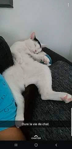 Chiva a rejoint le concours — aidez-le/la à gagner de superbes lots ! bed, canidae, carnivore, cat, claw, comfort, companion_dog, domestic_short_haired_cat, felidae, foot, fur, nap, paw, photo_caption, room, sitting, sleep, small_to_medium_sized_cats, tail, whiskers