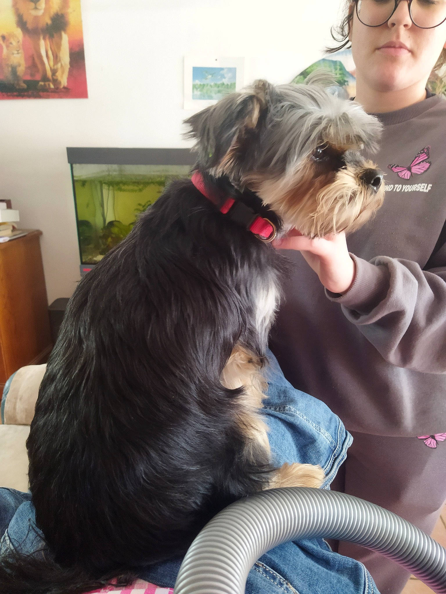 Snoopy participe au concours pour gagner de l'argent avec cette photo : canidae, carnivore, collar, comfort, companion_dog, dog, dog_breed, dog_supply, ear, eyewear, fawn, fur, liver, picture_frame, small_terrier, snout, sporting_group, toy_dog, vision_care, working_animal