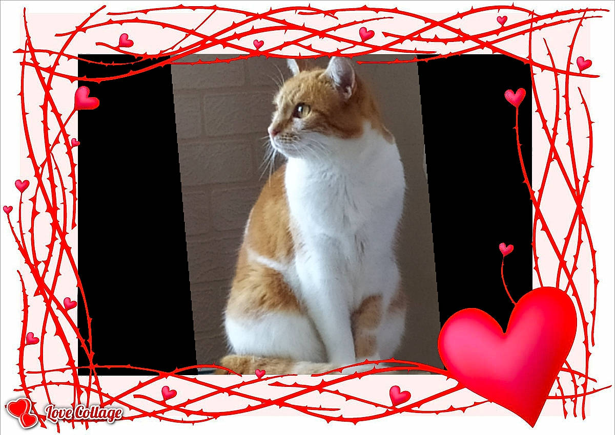 Candy a rejoint le concours — aidez-le/la à gagner de superbes lots ! carnivore, cat, felidae, love, organ, paw, photo_caption, small_to_medium_sized_cats, tail, valentines_day, whiskers