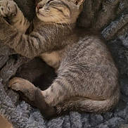 Bandi participe au concours pour gagner de l'argent avec cette photo : cat, kitten, sleeping, resting, tabby, pet, animal, fur, cozy, bed, soft, fluffy, cute, indoor, relaxed, paw, whiskers, ears, feline, domestic