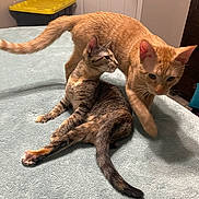 Misu Y Lizy is registered to the contest to win money with this photo: cat, cats, bed, indoor, feline, pet, animal, tabby, orange_cat, gray_cat, fur, whiskers, tail, paws, relaxing, resting, looking, playing, cozy, domestic