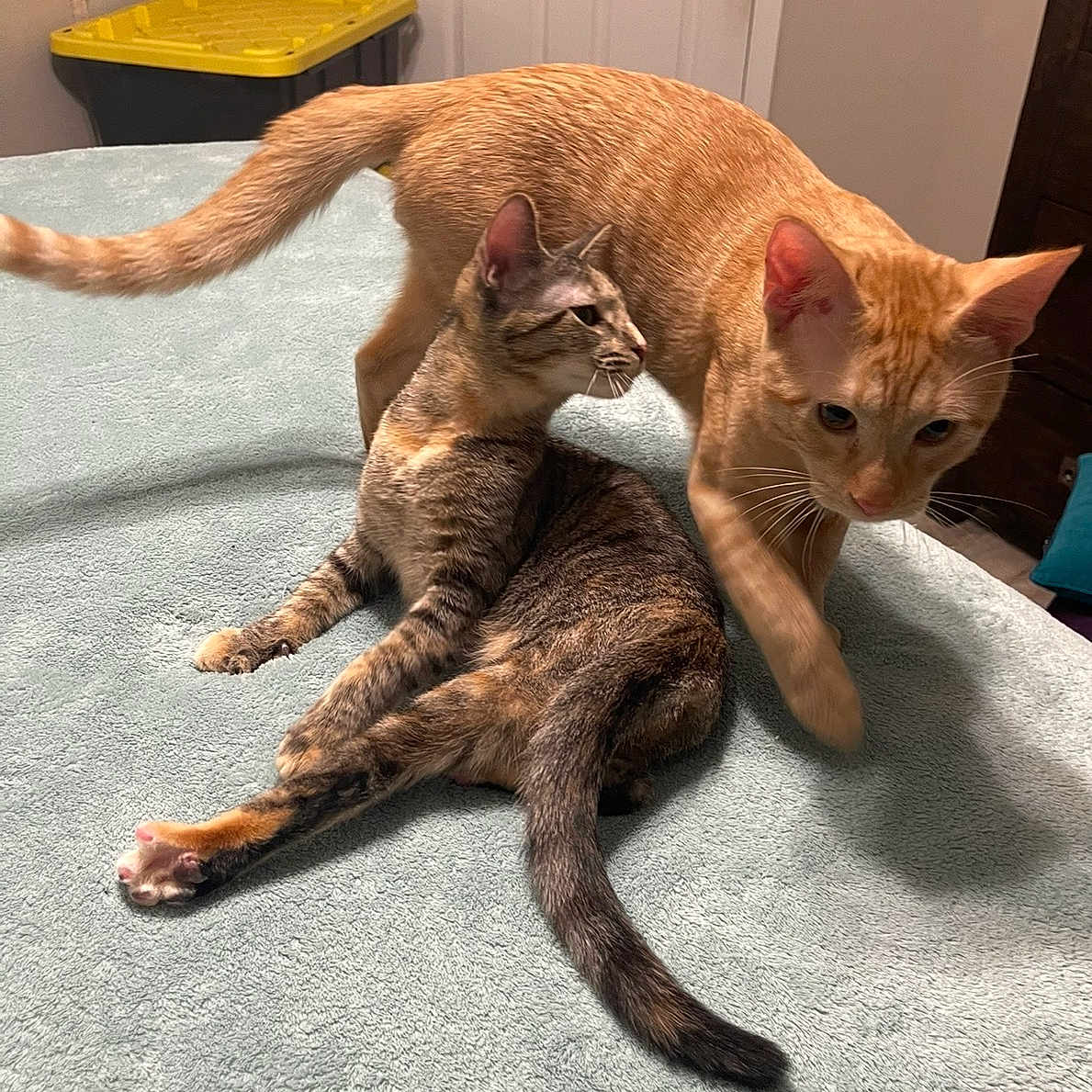 Misu Y Lizy is registered to the contest to win money with this photo: animal, bed, cat, cats, cozy, domestic, feline, fur, gray_cat, indoor, looking, orange_cat, paws, pet, playing, relaxing, resting, tabby, tail, whiskers
