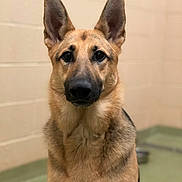 Jade joined the competition — help win amazing prizes! dog, german_shepherd, pet, animal, canine, portrait, indoor, ears, fur, face, looking, muzzle, brown, black, eyes, alert, companion, friendly, domestic, cute