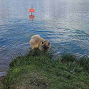 Okaly a rejoint le concours — aidez-le/la à gagner de superbes lots ! dog, water, lake, grass, sign, no_swimming, nature, outdoor, ripples, reflection, sky, caution, fluffy, animal, pet, greenery, shore, rule, daylight, curious
