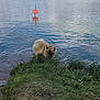 dog, water, lake, grass, sign, no_swimming, nature, outdoor, ripples, reflection, sky, caution, fluffy, animal, pet, greenery, shore, rule, daylight, curious