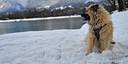 Okaly a rejoint le concours — aidez-le/la à gagner de superbes lots ! dog, snow, lake, mountains, outdoor, nature, winter, fluffy, canine, landscape, cold, scenic, animal, forest, water, sky, cloudy, peaceful, sitting, daytime