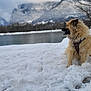 dog, snow, lake, mountains, outdoor, nature, winter, fluffy, canine, landscape, cold, scenic, animal, forest, water, sky, cloudy, peaceful, sitting, daytime