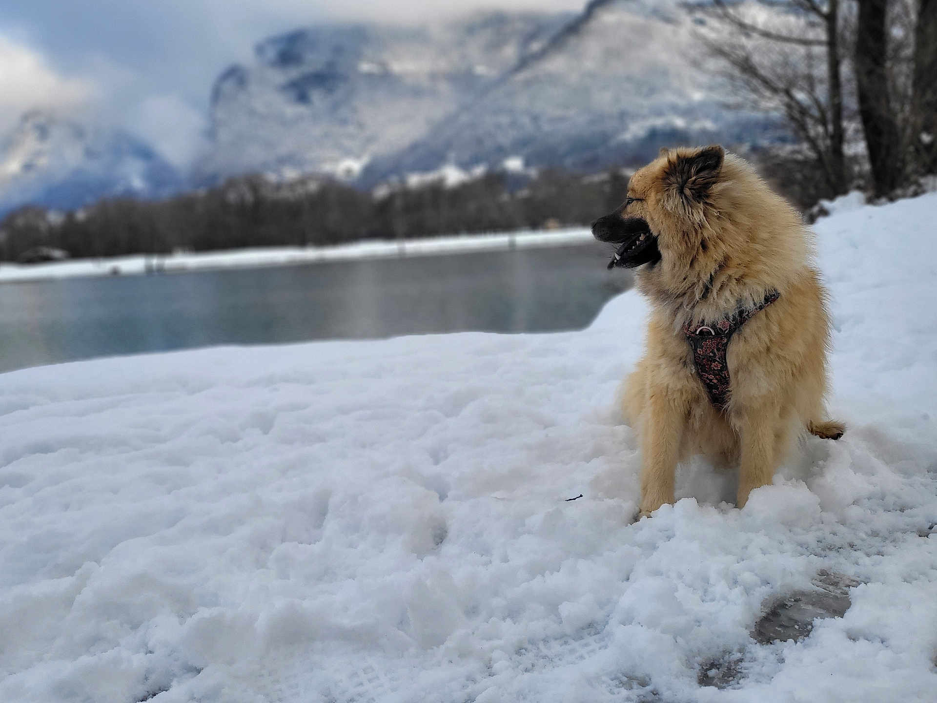 Okaly a rejoint le concours — aidez-le/la à gagner de superbes lots ! dog, snow, lake, mountains, outdoor, nature, winter, fluffy, canine, landscape, cold, scenic, animal, forest, water, sky, cloudy, peaceful, sitting, daytime