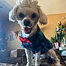 animal, close_up, couch, cute, decor, dog, domestic_animal, furniture, happy, indoor, living_room, pet, plaid_clothing, portrait, red_bow_tie, small_dog, smiling, standing, statue, white_fur