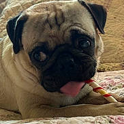 Rocky is registered to the contest to win money with this photo: pug, dog, pet, tongue_out, chewing, quilt, bed, floral_pattern, cute, animal, indoor, close_up, face, ears, fur, playful, resting, small_dog, companion, domestic