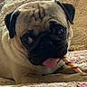 pug, dog, pet, tongue_out, chewing, quilt, bed, floral_pattern, cute, animal, indoor, close_up, face, ears, fur, playful, resting, small_dog, companion, domestic