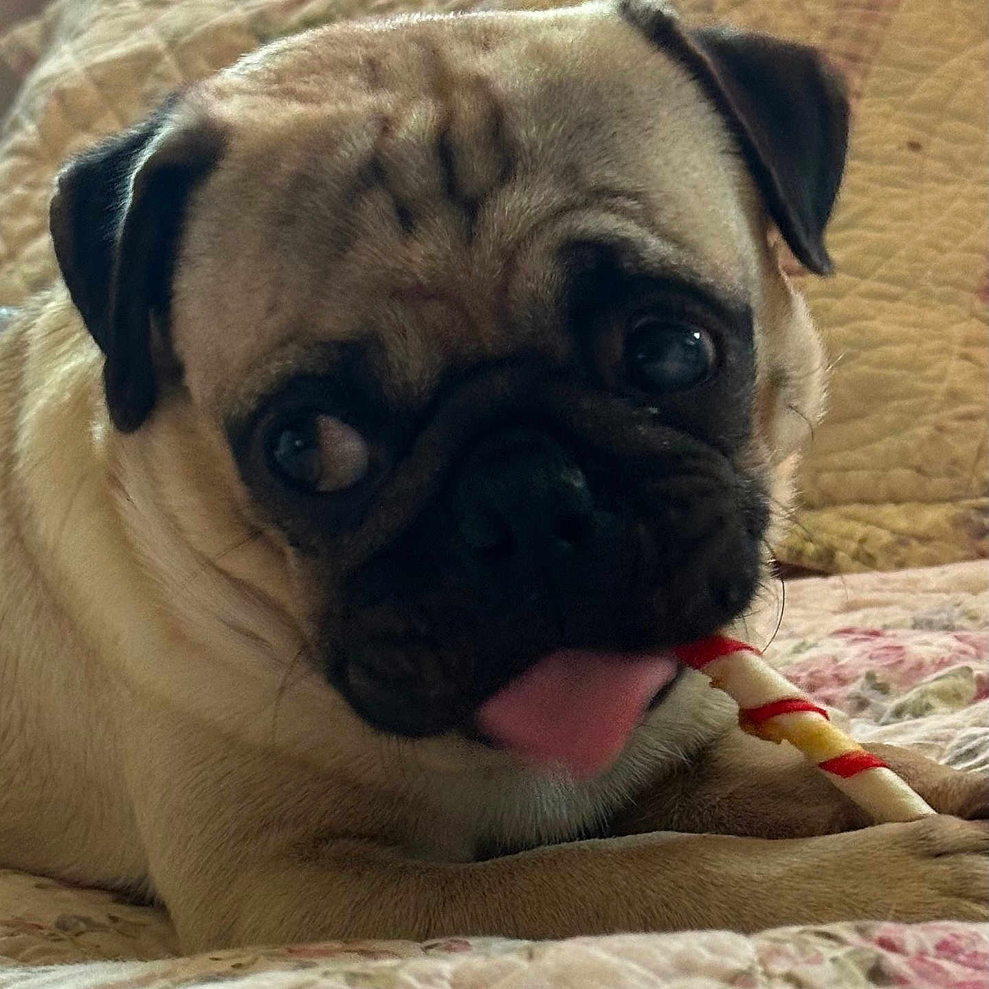 Rocky is registered to the contest to win money with this photo: pug, dog, pet, tongue_out, chewing, quilt, bed, floral_pattern, cute, animal, indoor, close_up, face, ears, fur, playful, resting, small_dog, companion, domestic