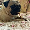 animal, bed, brown, canine, chewing, companion, cozy, cute, dog, ears, indoor, paw, pet, pug, quilt, relaxed, resting, snout, treat, wrinkles