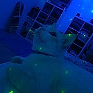 Lucien a rejoint le concours — aidez-le/la à gagner de superbes lots ! cat, white_cat, indoor, blue_light, laser_dots, furniture, shelf, relaxing, pet, cozy, bed, whiskers, fur, animal, domestic, cute, calm, night, close_up, looking_up