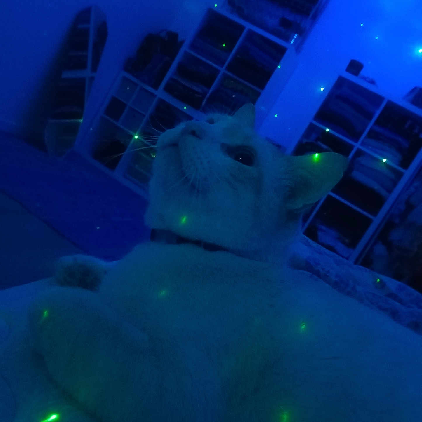 Lucien a rejoint le concours — aidez-le/la à gagner de superbes lots ! cat, white_cat, indoor, blue_light, laser_dots, furniture, shelf, relaxing, pet, cozy, bed, whiskers, fur, animal, domestic, cute, calm, night, close_up, looking_up