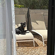 Usko a rejoint le concours — aidez-le/la à gagner de superbes lots ! dog, black_dog, lounging, outdoor, chaise_lounge, sunlight, gravel, fence, leafy_trees, pet, relaxed, daylight, backyard, shade, curtain, resting, animal, summer, quiet, nature