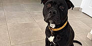 Usko participe au concours pour gagner de l'argent avec cette photo : dog, black_dog, pet, indoor, floor, tile_floor, collar, sitting, attentive, brown_eyes, baby_gate, home_interior, wall, door, paw, animal, canine, looking_up, companion, cute