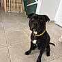 dog, black_dog, pet, indoor, floor, tile_floor, collar, sitting, attentive, brown_eyes, baby_gate, home_interior, wall, door, paw, animal, canine, looking_up, companion, cute