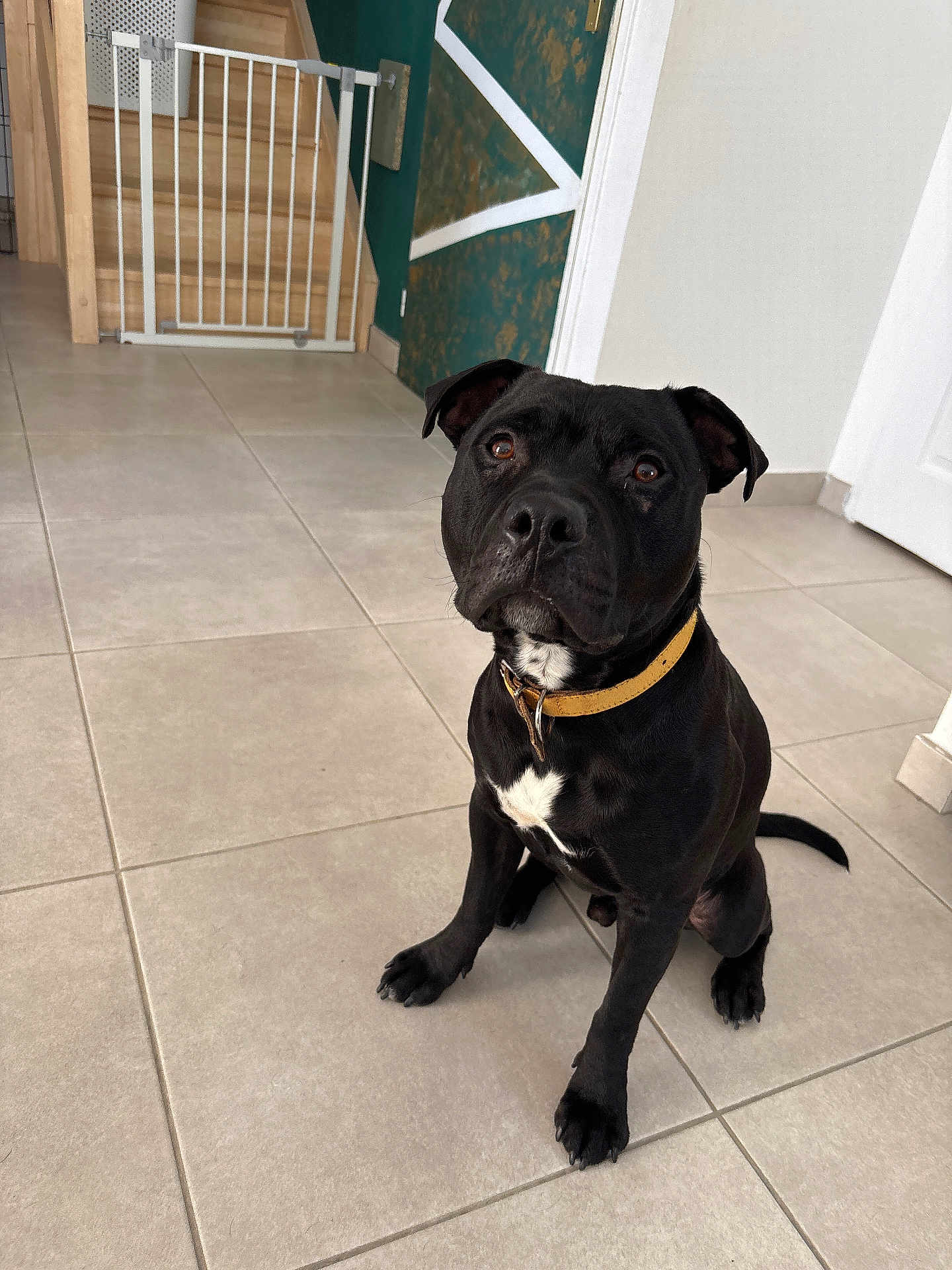 Usko participe au concours pour gagner de l'argent avec cette photo : dog, black_dog, pet, indoor, floor, tile_floor, collar, sitting, attentive, brown_eyes, baby_gate, home_interior, wall, door, paw, animal, canine, looking_up, companion, cute