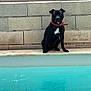 Usko participe au concours pour gagner de l'argent avec cette photo : dog, black_dog, collar, sitting, pool, water, stone_wall, pet, animal, outdoor, guarding, edge, calm, still, daytime, canine, relaxed, watchful, red_collar, white_patch