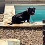 Usko a rejoint le concours — aidez-le/la à gagner de superbes lots ! dog, black_dog, collar, pool, water, stone, gravel, outdoor, sunny, pet, animal, curious, sitting, edge, backyard, wall, daytime, looking, quiet, calm